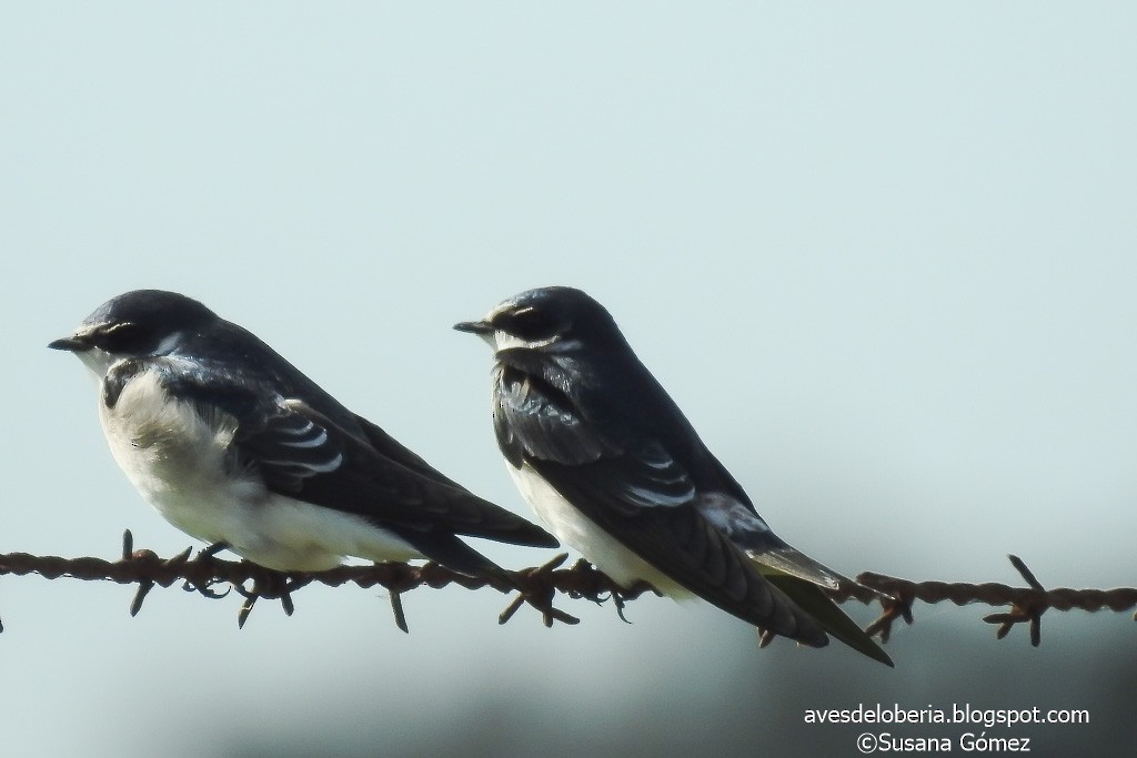 White-rumped Swallow - ML151880711