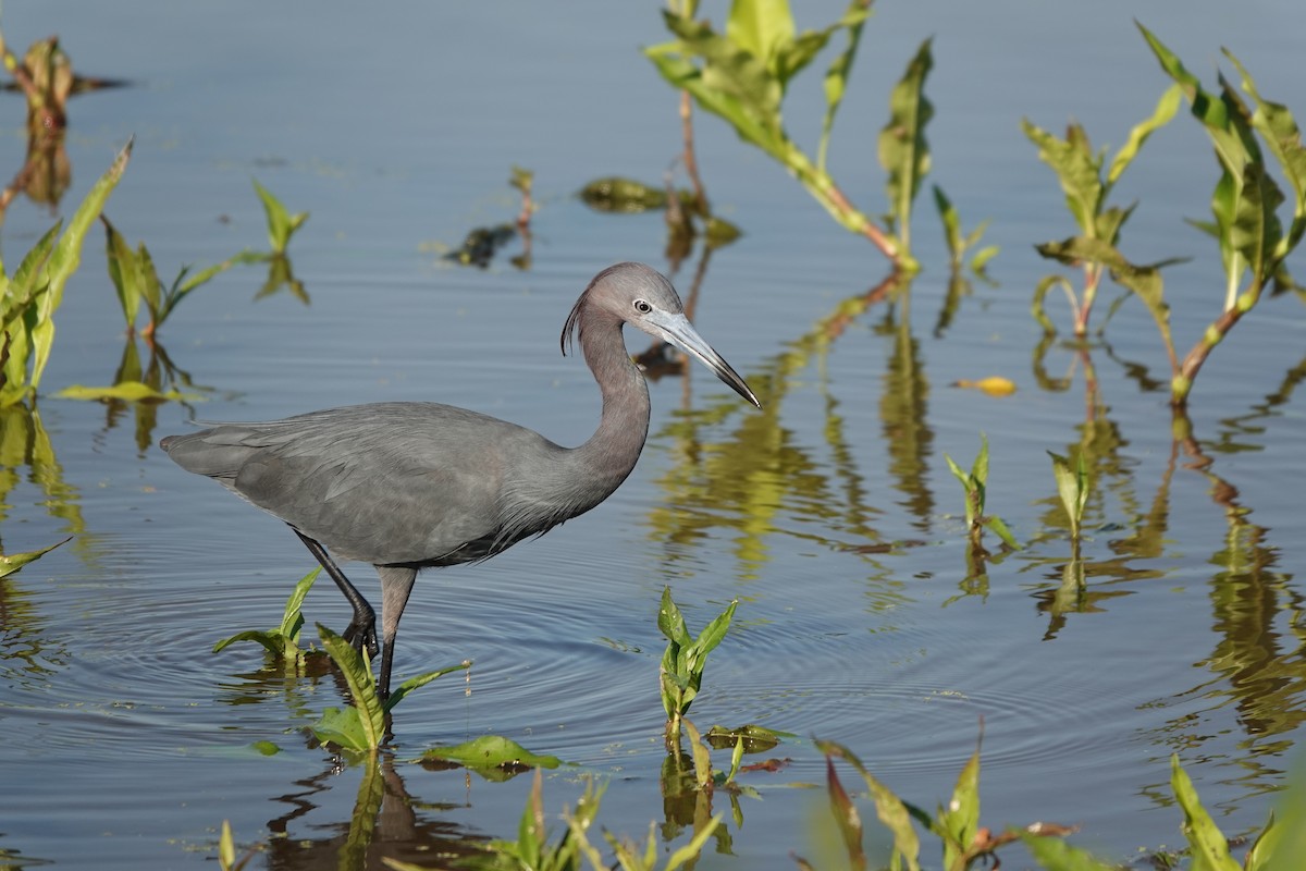 Little Blue Heron - Kathryn Young