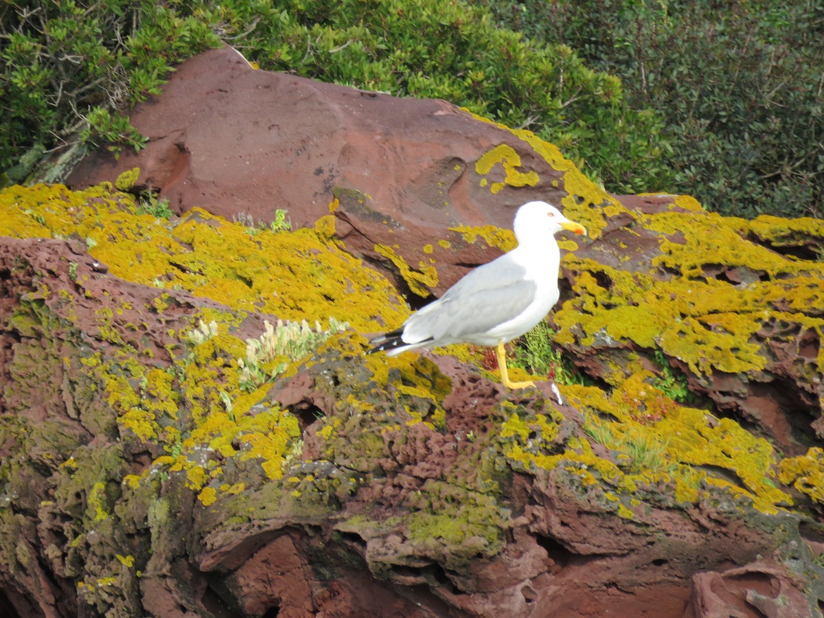 Yellow-legged Gull - Thomas Brooks