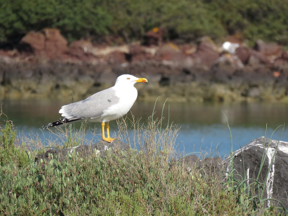 Yellow-legged Gull - Thomas Brooks