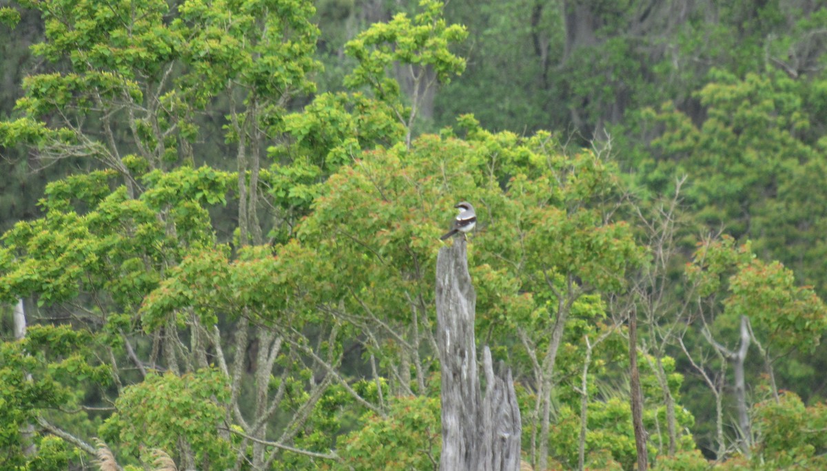 Loggerhead Shrike - ML151881871