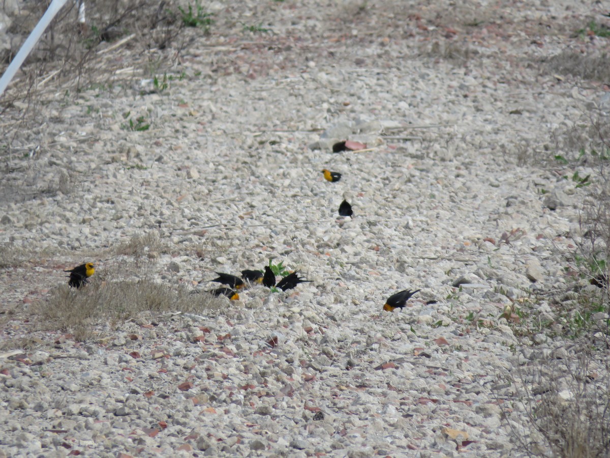 Yellow-headed Blackbird - Emma Winnicki-Smith