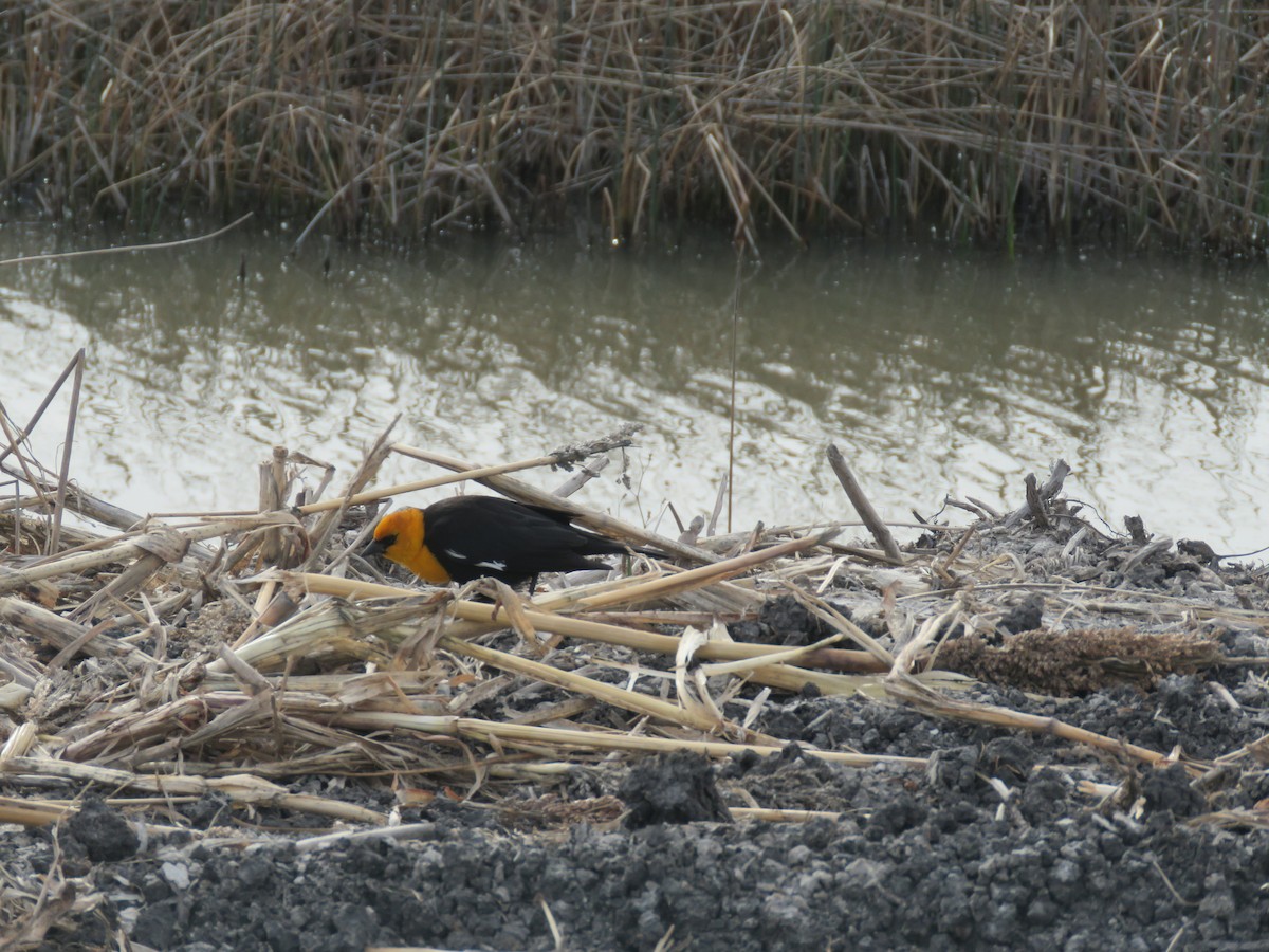 Yellow-headed Blackbird - ML151882451