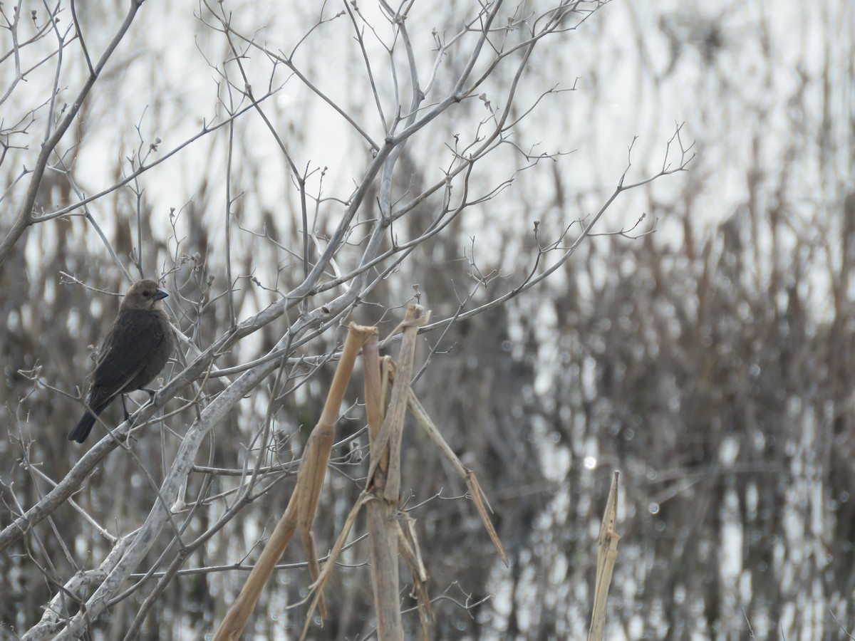 Brown-headed Cowbird - ML151882841