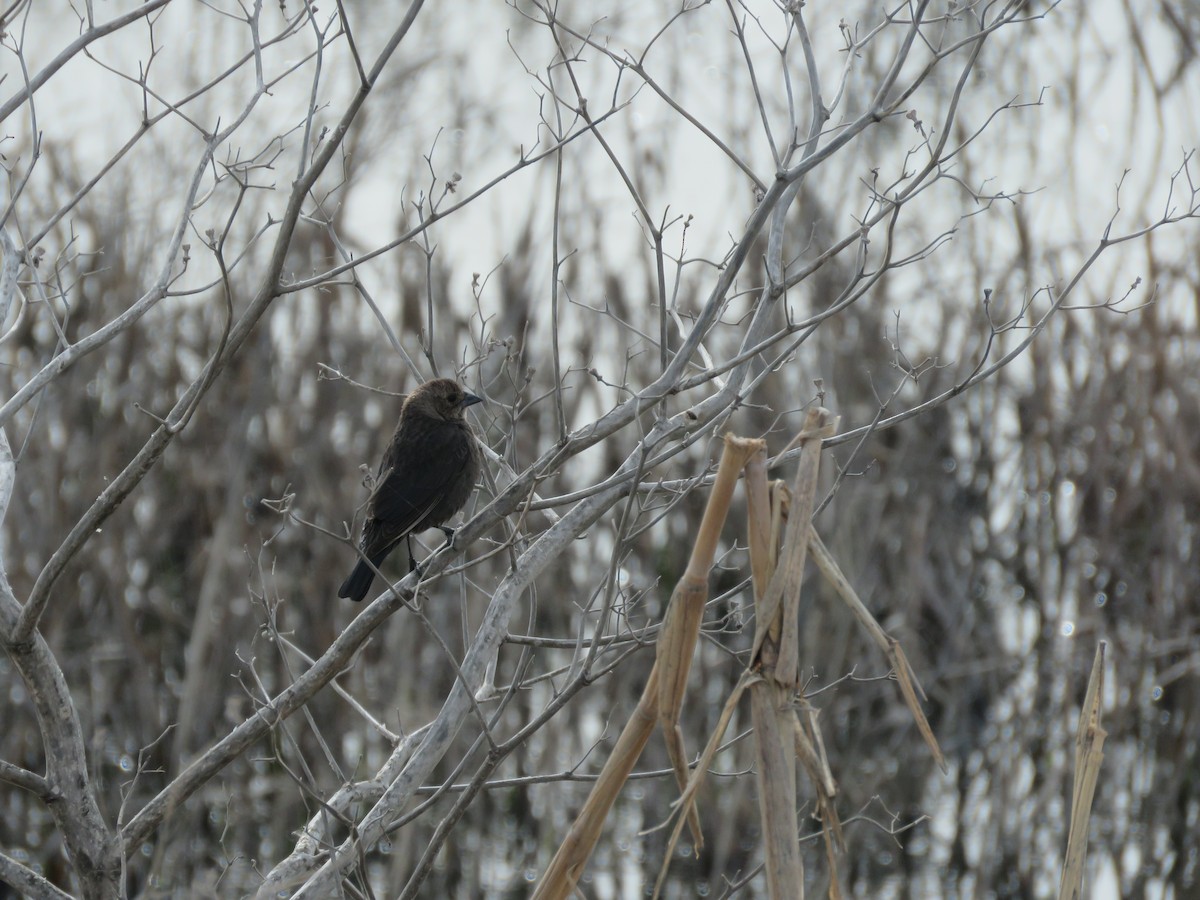 Brown-headed Cowbird - Emma Winnicki-Smith