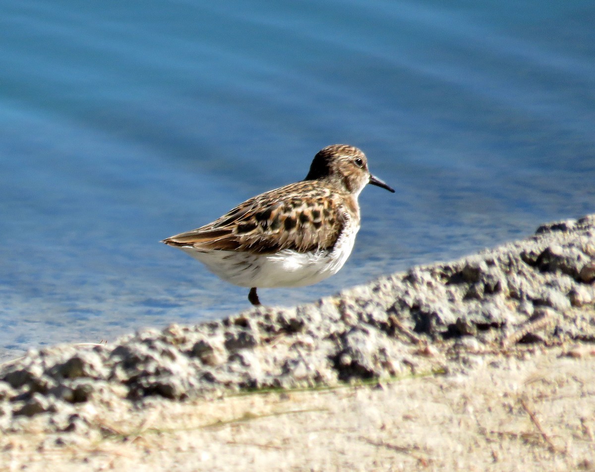 Least Sandpiper - Ruth Gravance