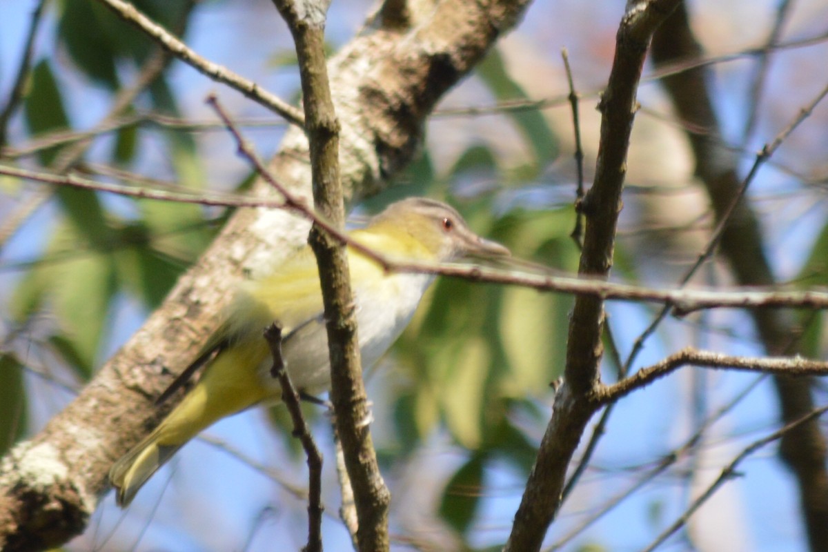 Yellow-green Vireo - ML151883331