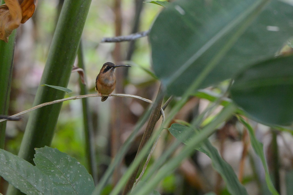 Stripe-throated Hermit - Erik Martin