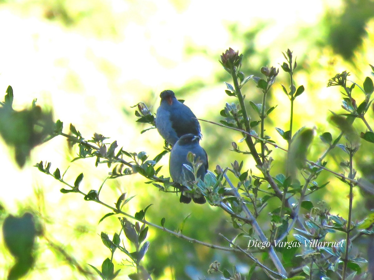 Cotinga à huppe rouge - ML151883401