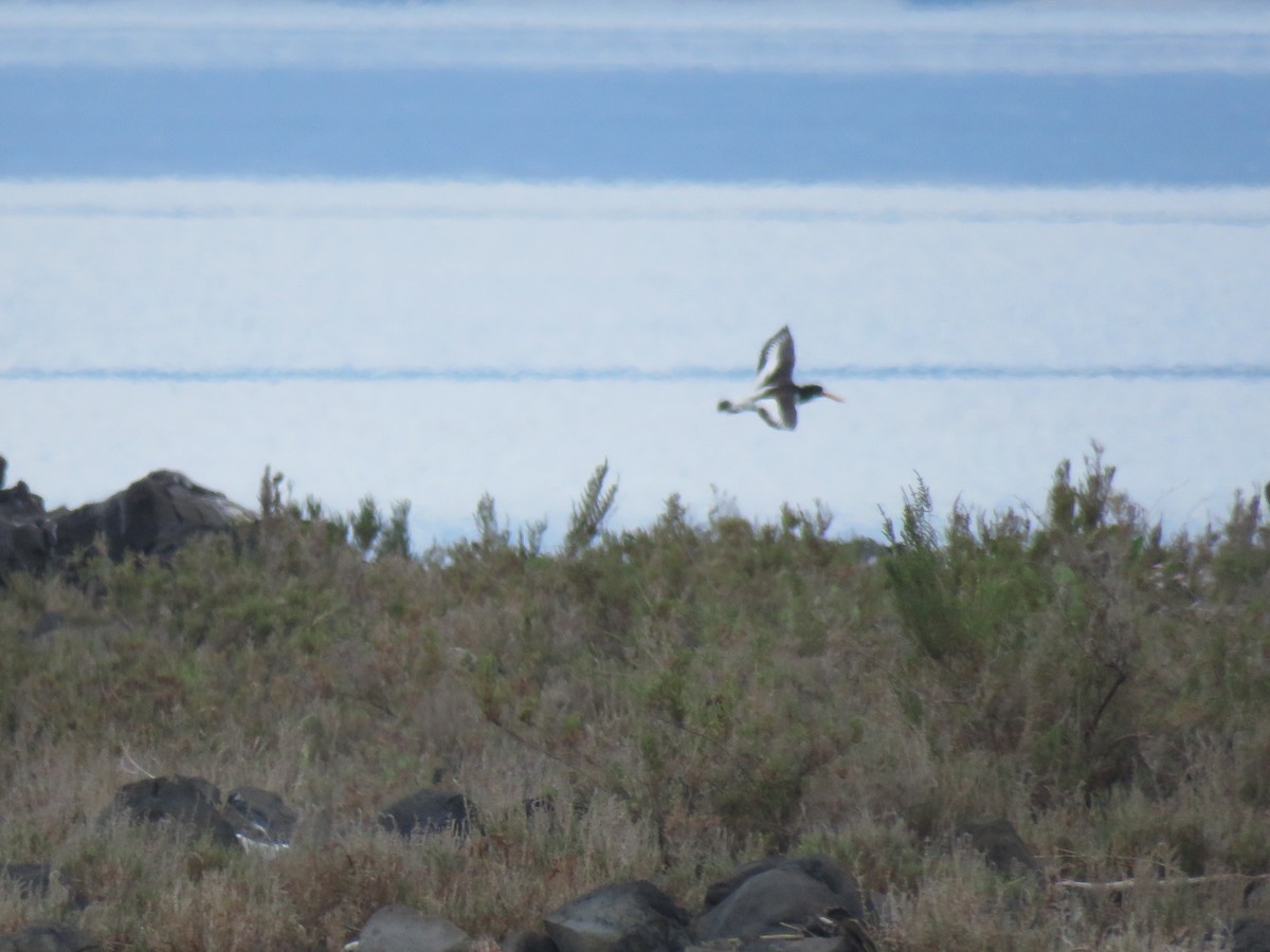 Eurasian Oystercatcher - Thomas Brooks