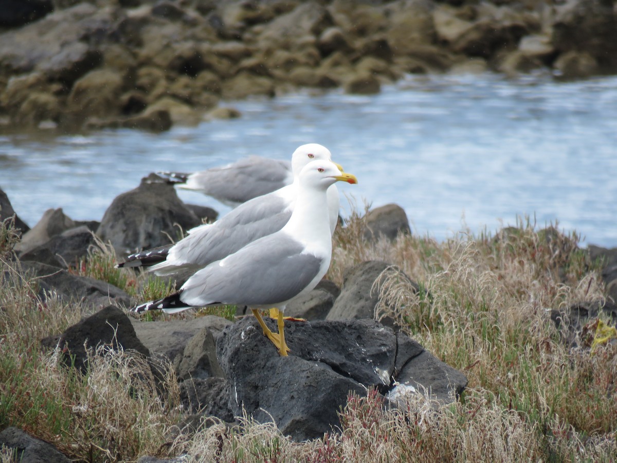 Yellow-legged Gull - Thomas Brooks