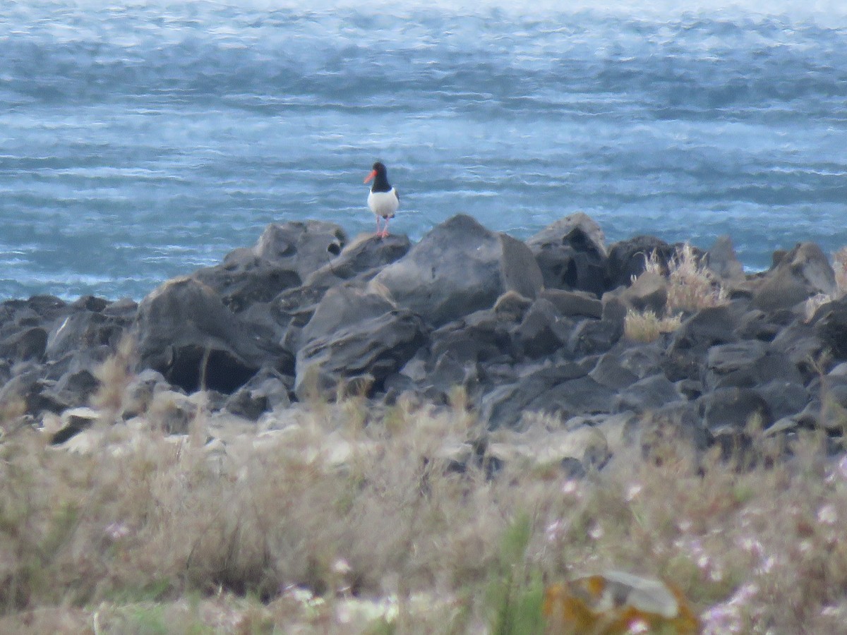 Eurasian Oystercatcher - Thomas Brooks