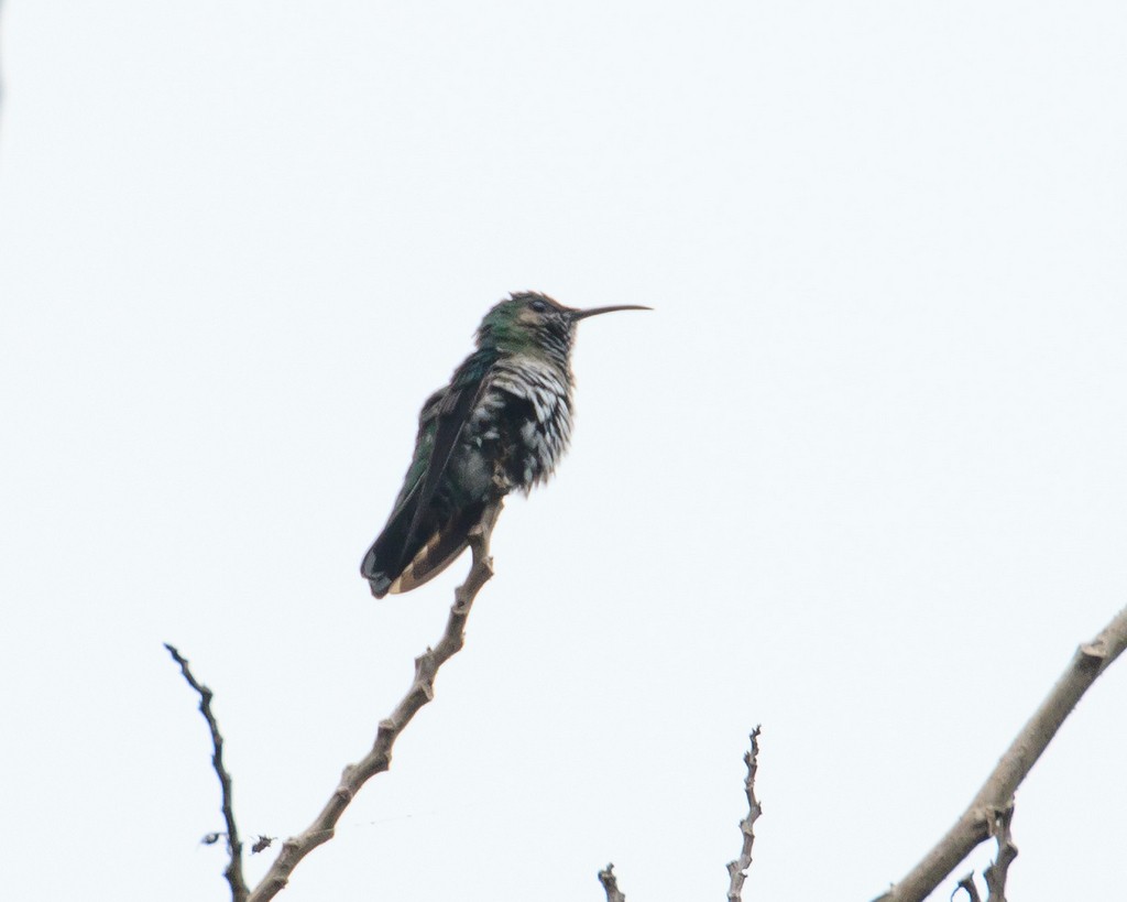 kolibřík bělokrký - ML151884351
