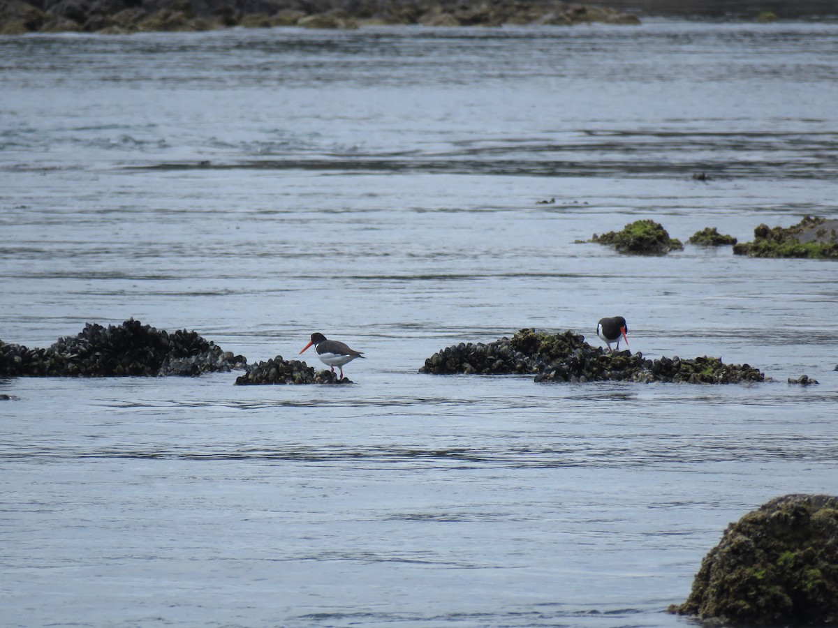 Eurasian Oystercatcher - ML151884541