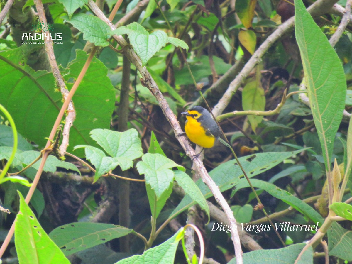 Spectacled Redstart - ML151884871