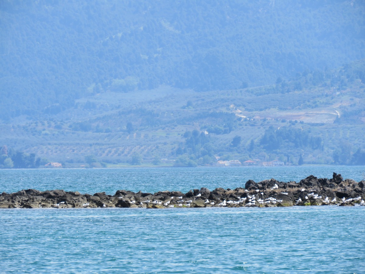 Common Tern - ML151885121