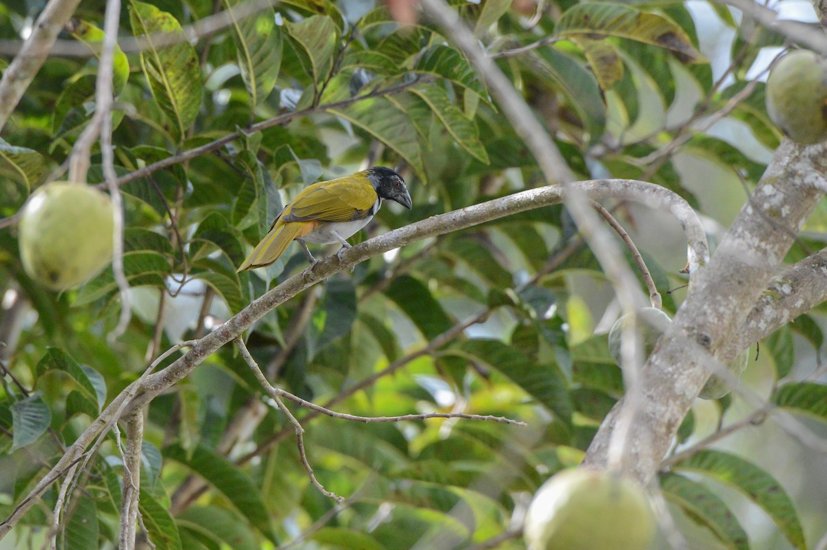 Saltator à tête noire - ML151885461