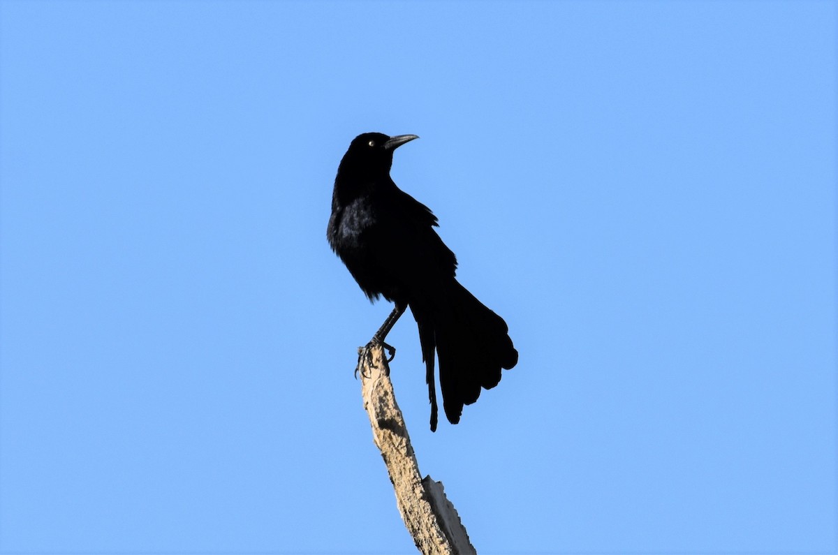 Brewer's Blackbird - Nicole Tamura