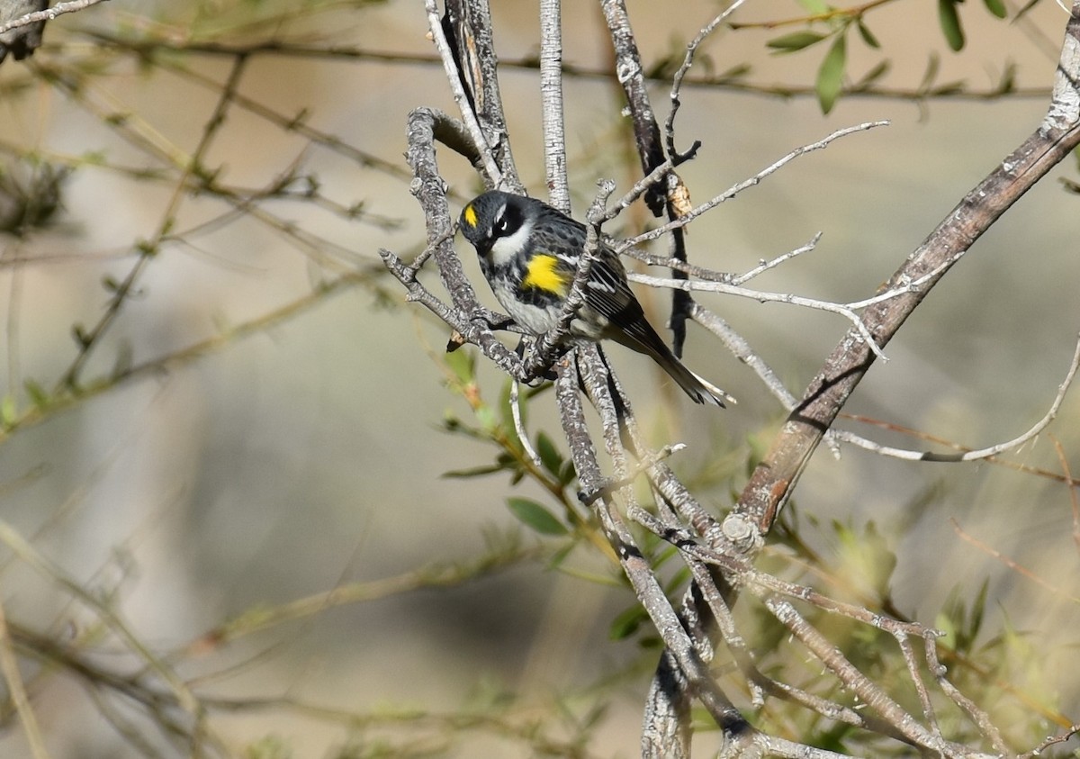 Yellow-rumped Warbler (Myrtle) - Nicole Tamura