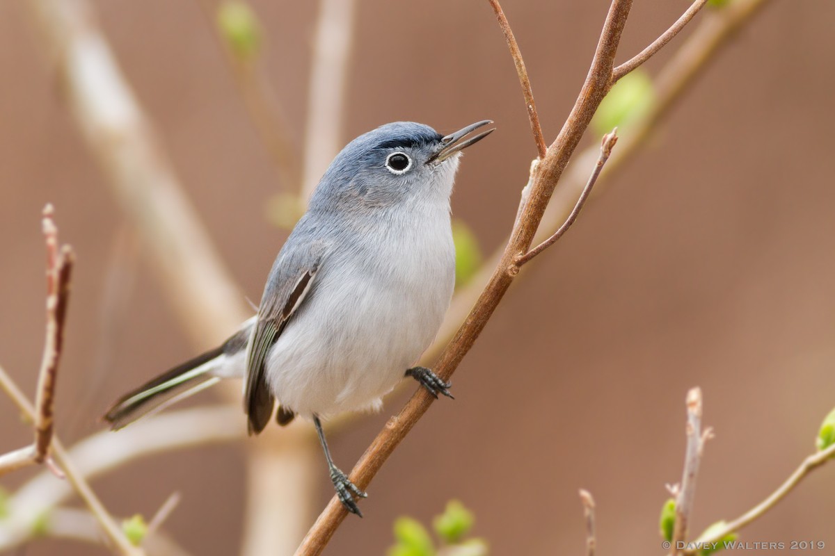 Blue-gray Gnatcatcher - ML151886511