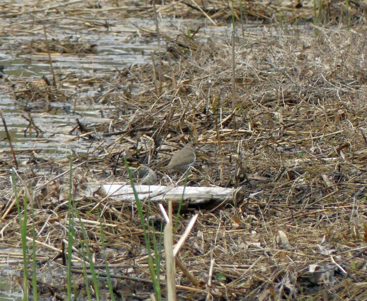 Spotted Sandpiper - Larry Zirlin