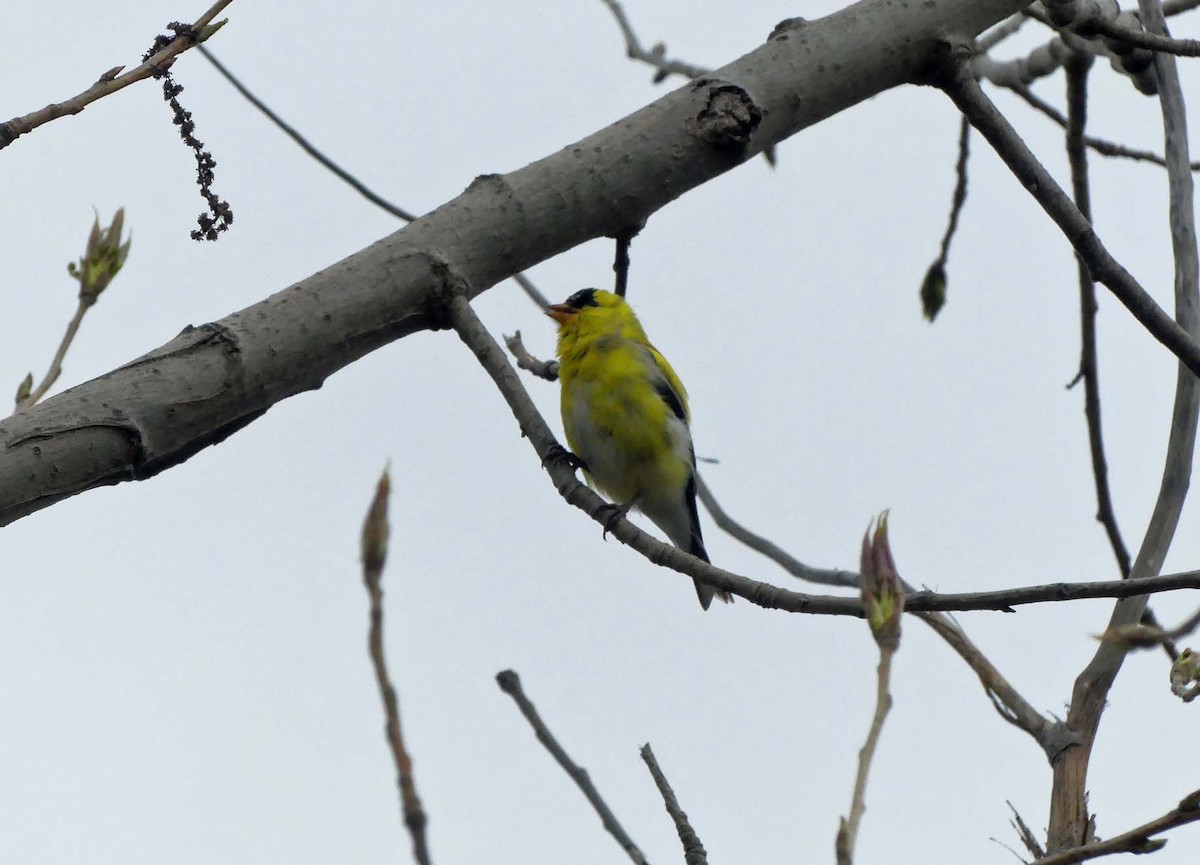 American Goldfinch - ML151886881