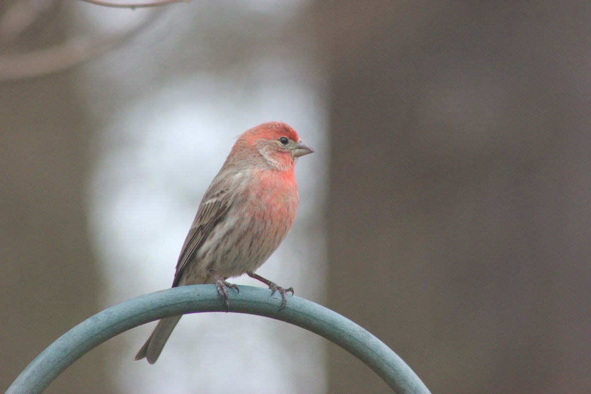 House Finch - Carol Goertz