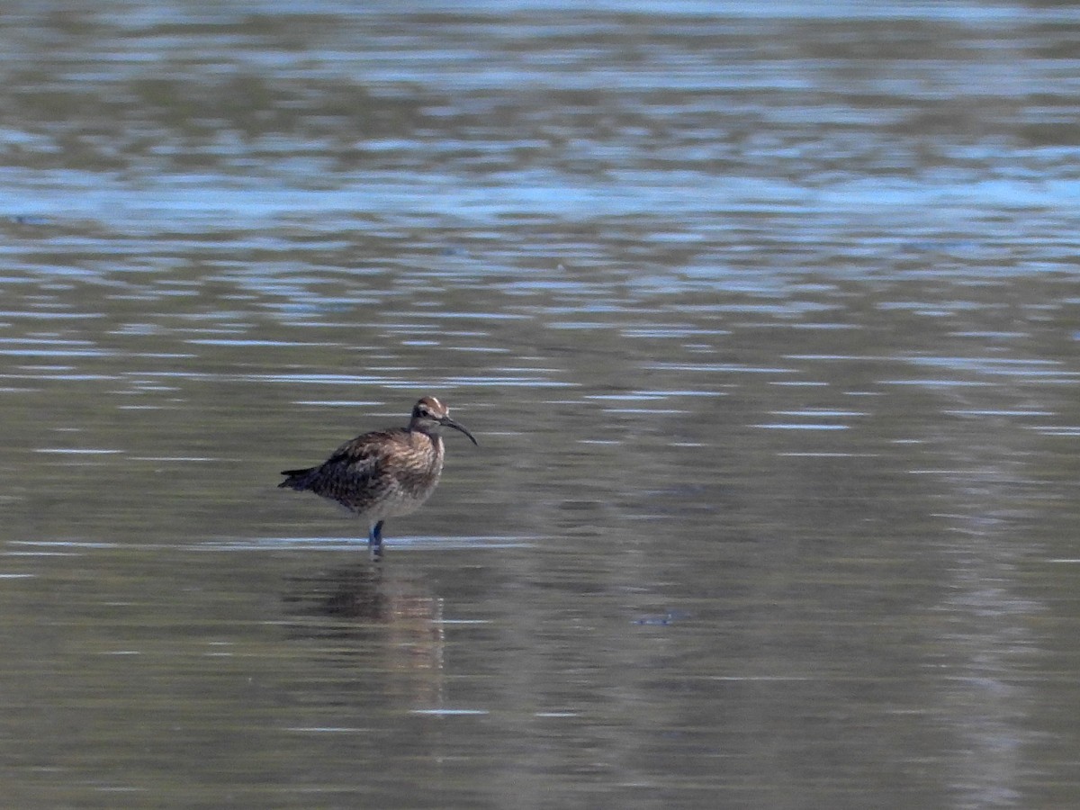 Whimbrel - ML151889671