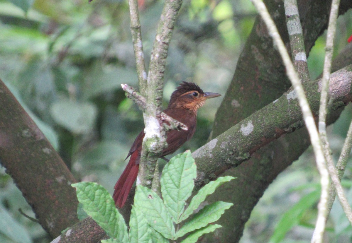 Fawn-throated Foliage-gleaner - ML151890791