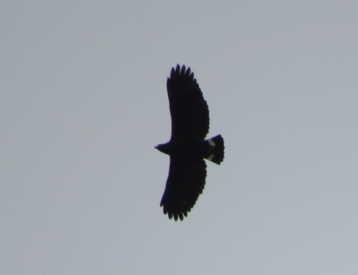 Common Black Hawk - ML151890941