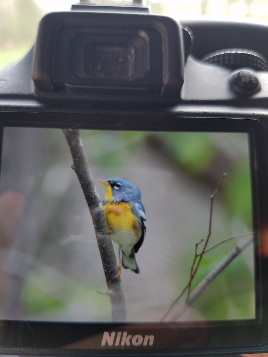 Northern Parula - ML151891191