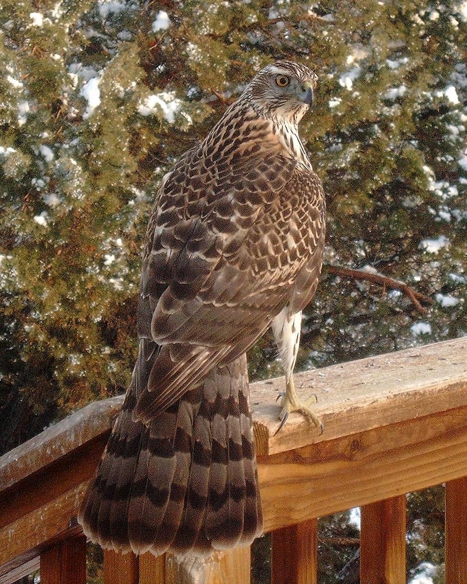 American Goshawk - ML151891491