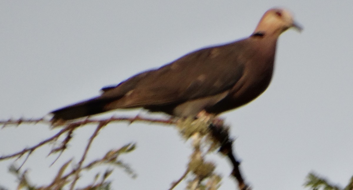 Ring-necked Dove - ML151891541