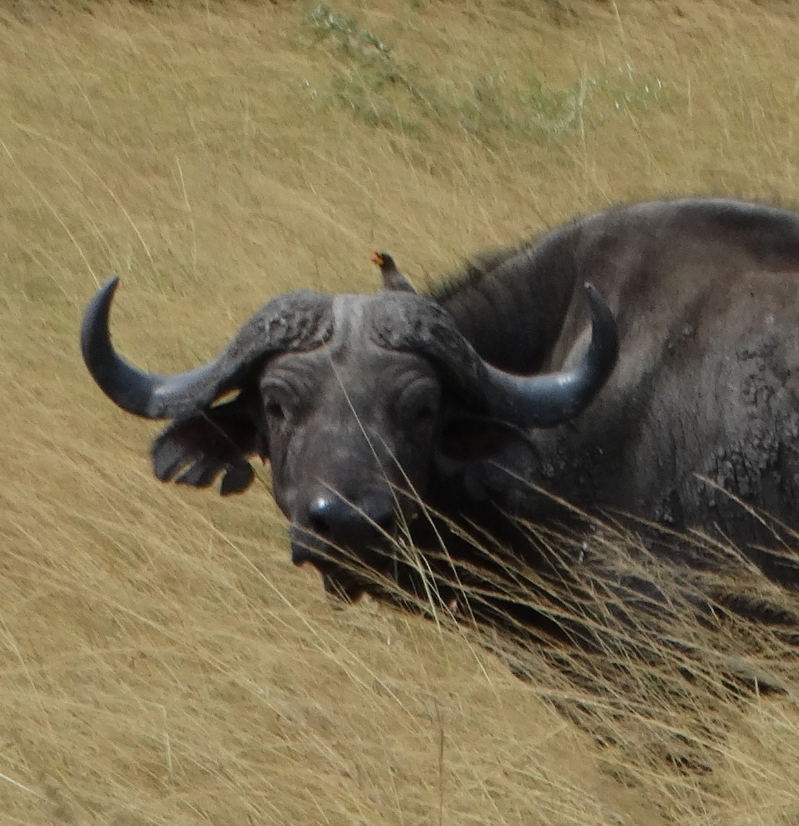 Yellow-billed Oxpecker - ML151891711
