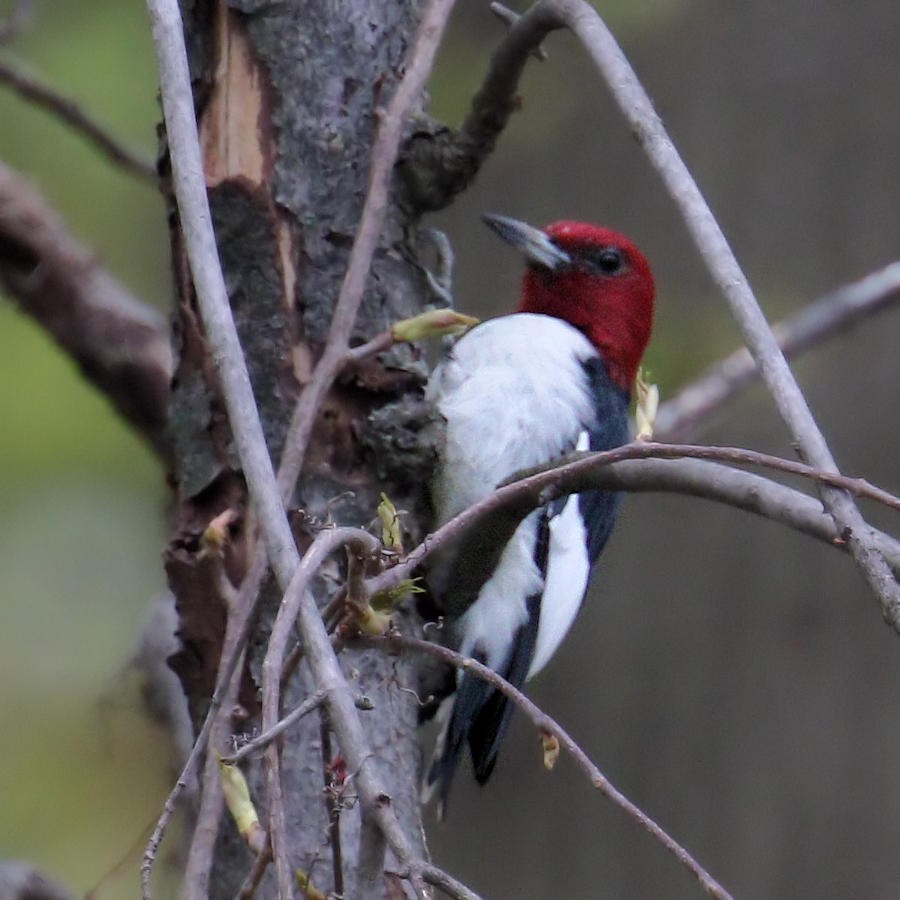 Red-headed Woodpecker - ML151891971