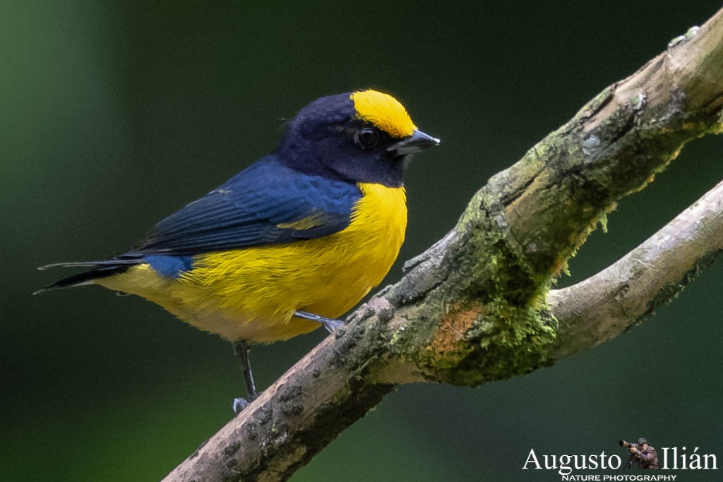 Orange-bellied Euphonia - ML151892281