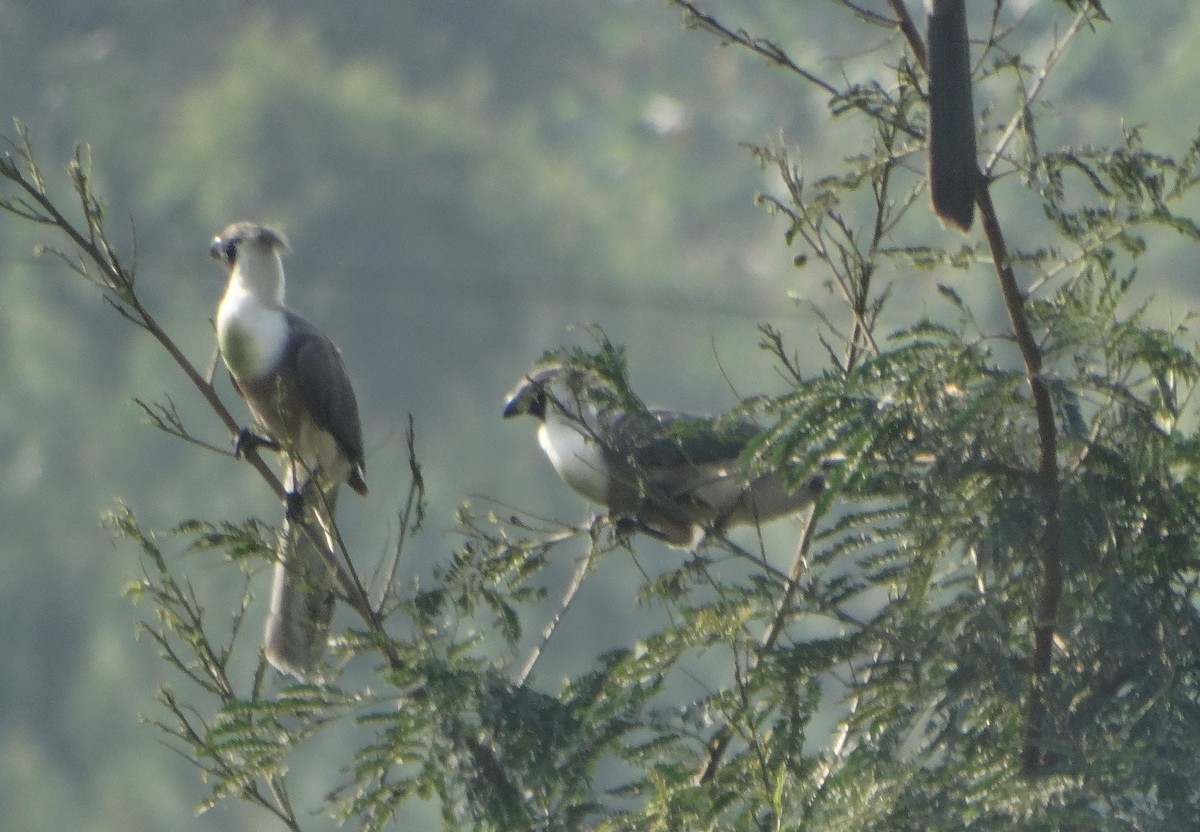 Bare-faced Go-away-bird - ML151892451