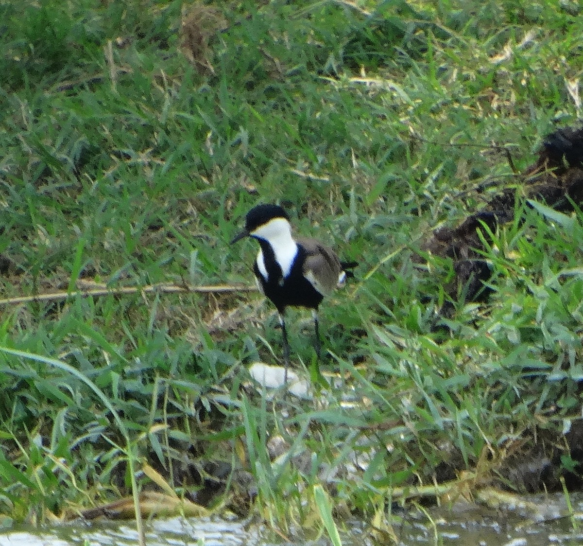 Spur-winged Lapwing - ML151892991