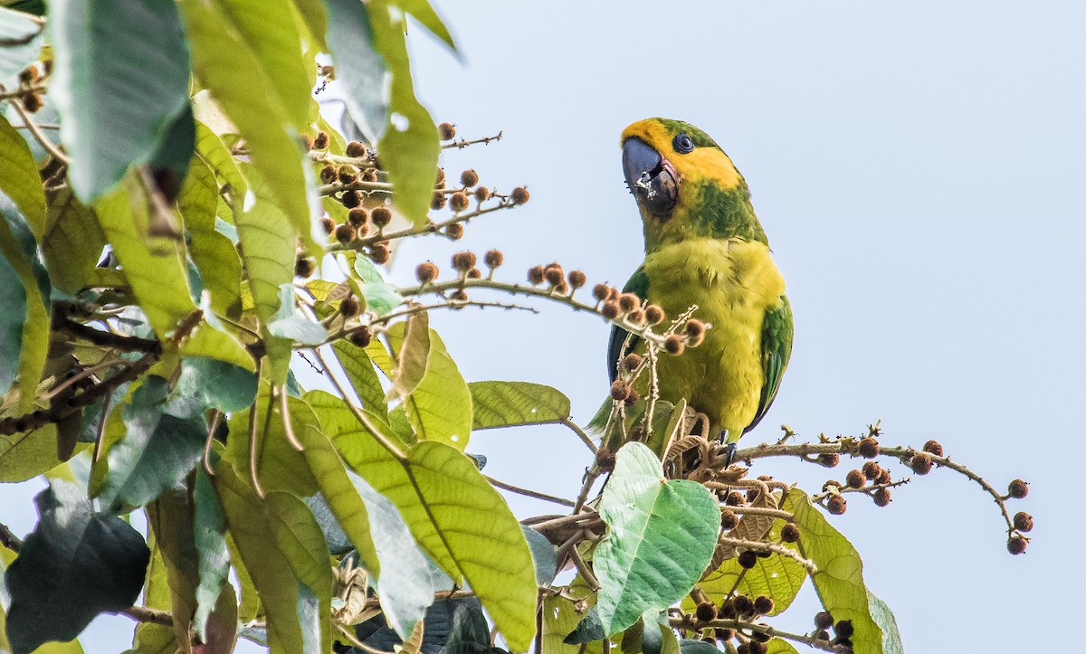 Yellow-eared Parrot - David Monroy Rengifo