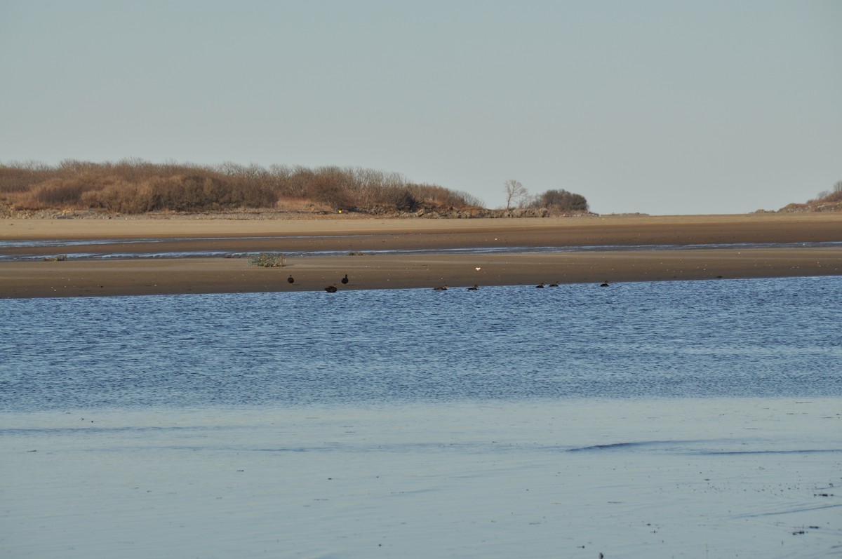 American Black Duck - ML151894391