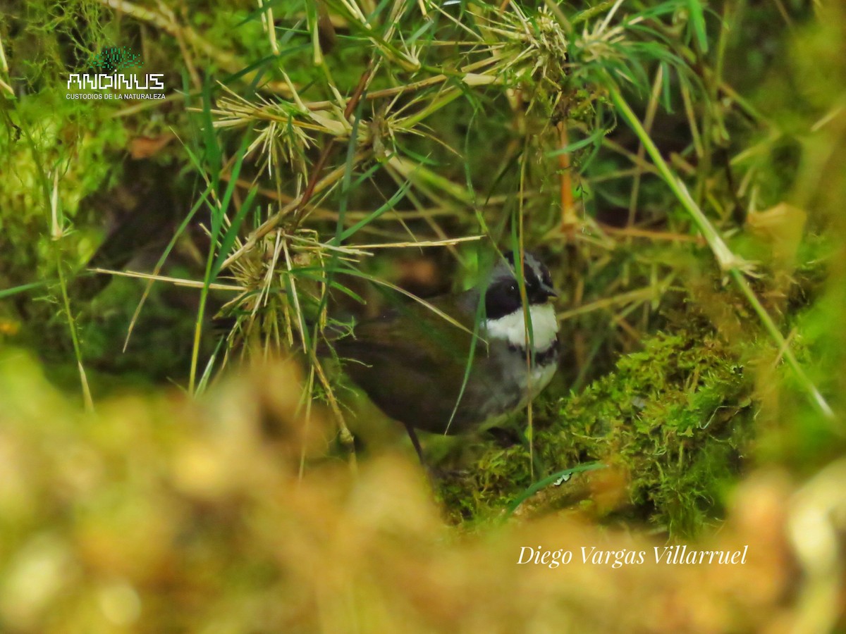 Gray-browed Brushfinch - ML151894581