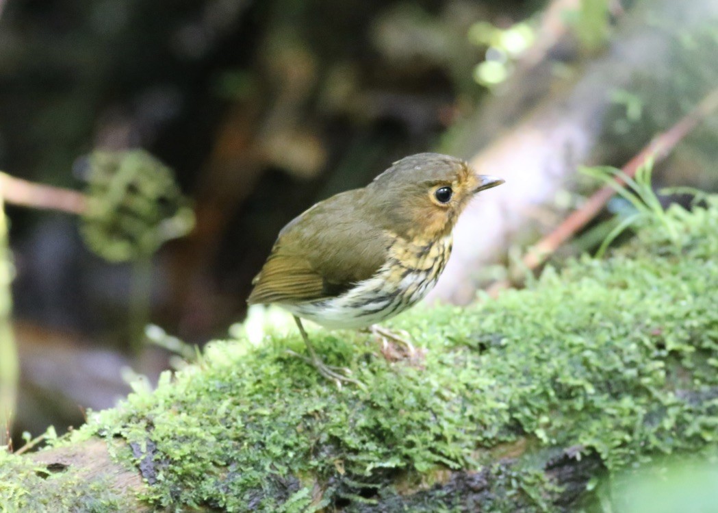 Ochre-breasted Antpitta - ML151895121