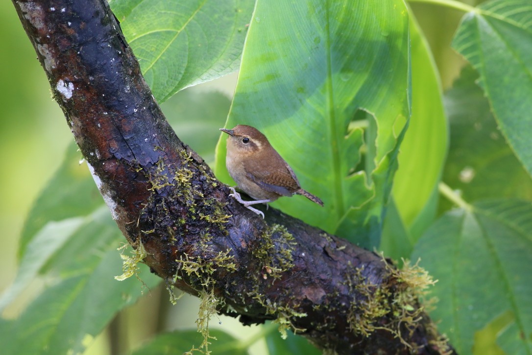 Mountain Wren - ML151895761