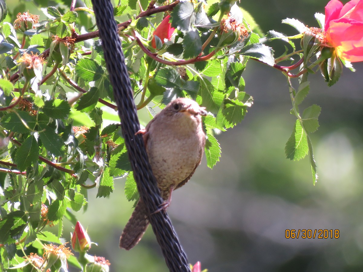 House Wren - ML151896011