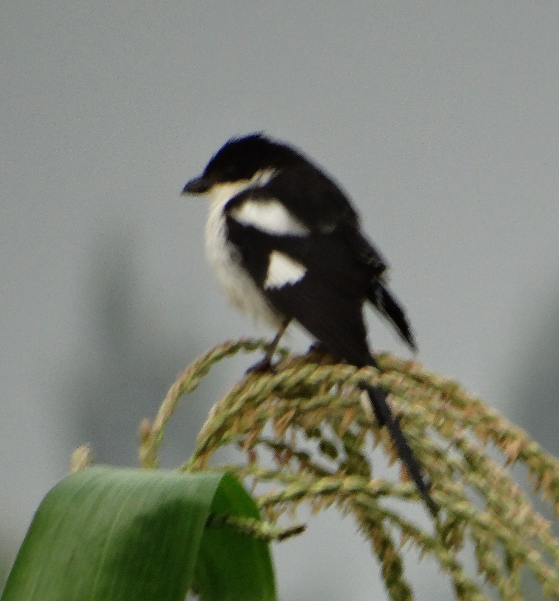 Northern Fiscal - ML151896101