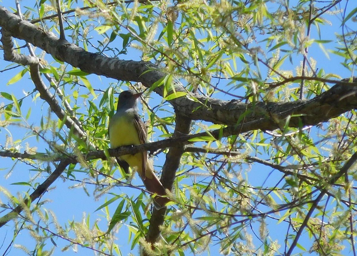 Great Crested Flycatcher - ML151896441