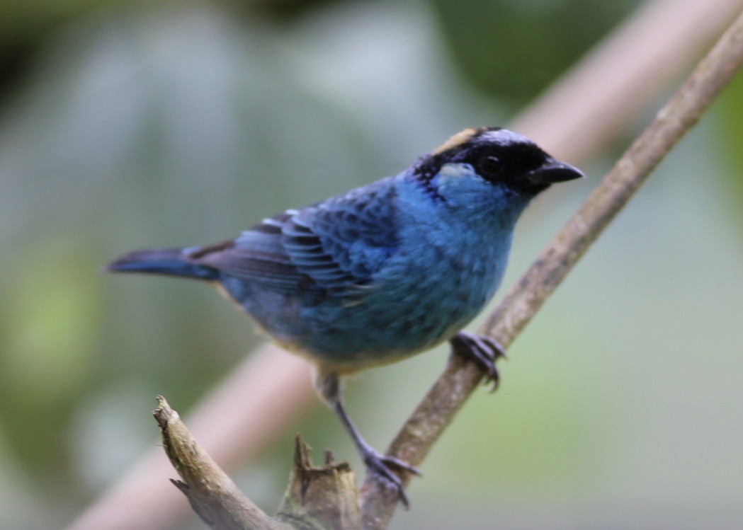 Golden-naped Tanager - Emily Renaud