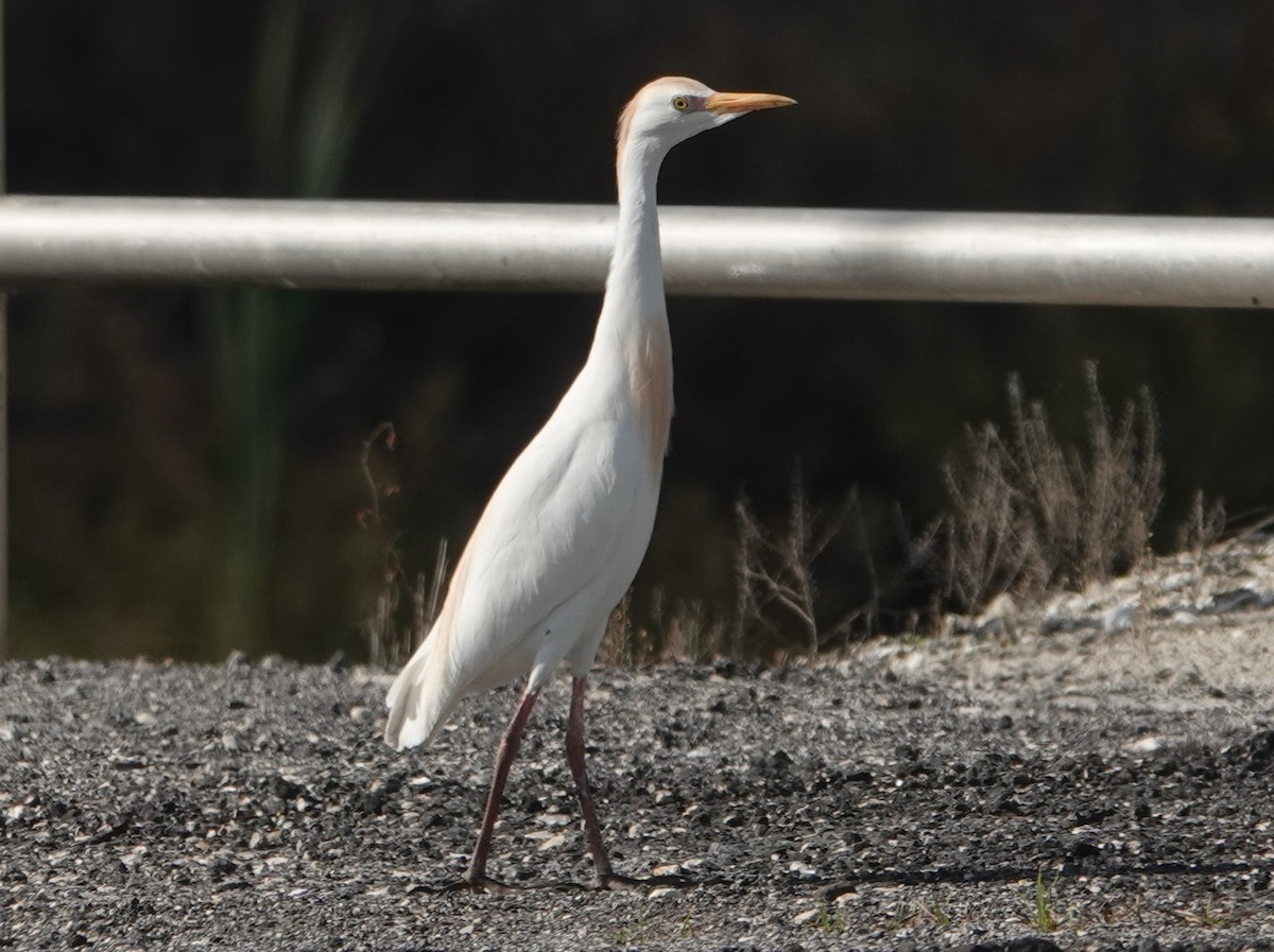 Египетская цапля (ibis) - ML151896771
