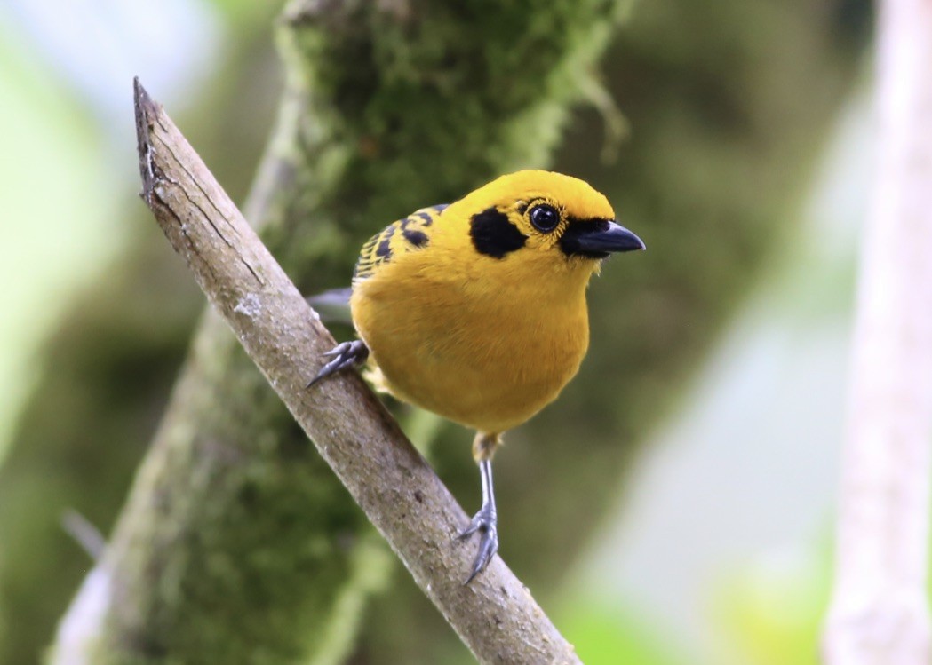 Golden Tanager - ML151897081