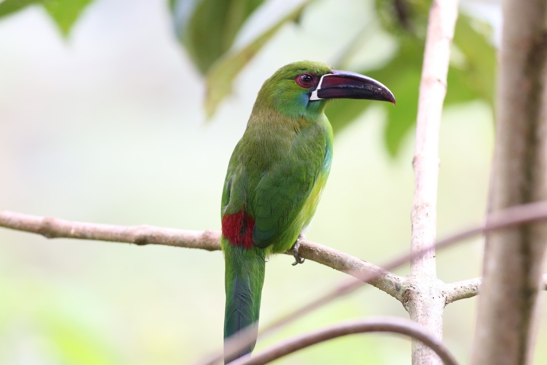 Toucanet à croupion rouge - ML151897621